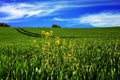 Green young wheat field with yellow flowers under a summer deep blue sky in a countryside Royalty Free Stock Photo