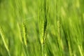 Green Young Wheat Royalty Free Stock Photo