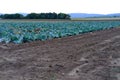 green young white cabbage, fields of ripening agro culture, rows vegetable plants, agricultural concept, environmentally friendly