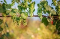 Green young wine grapes in the vineyard. Beginning of summer close up grapes growing on vines