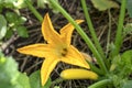 Green young zucchini with yellow flowers in summer. Green squash in garden Royalty Free Stock Photo