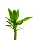 Green Yucca plant isolated on white background. Houseplant - dracena steudneri stemm isolated on white background.