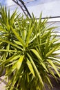 Yuka plant close up image Royalty Free Stock Photo