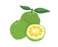 Green yuzu japanese citron fruit vector illustration isolated on white background.