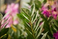 Green zamioculcas branch with lush foliage Royalty Free Stock Photo