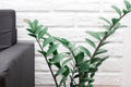 Green Zamioculcas home plant in pot at home on white brick background and sofa