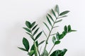 Green Zamioculcas leaves with white background Royalty Free Stock Photo