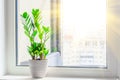 Green Zamioculcas plant on the windowsill bright rays of the spring sun outside the window room, distance urban background,