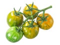 Green Zebra heirloom tomatoes on the vine cluster, isolated