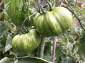 Green zebra tomatoes in a greenhouse Royalty Free Stock Photo