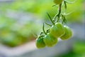 Green Zebra tomatoes Royalty Free Stock Photo