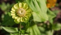 Green zinnia flower in the garden on a sunny day.