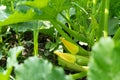 Green zucchini bushes with young vegetables and yellow flower on bright summer day. Growing squash, vegetable marrow in Royalty Free Stock Photo