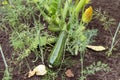 Green zucchini, courgette plant growing outdoors in soil in garden close up. Organic gardening, farming Royalty Free Stock Photo