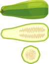 Green zucchini in cut in half inside longitudinal and cross section