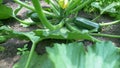 Green zucchini in a garden bed on a clear sunny day