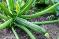 Green zucchini growing in garden Royalty Free Stock Photo