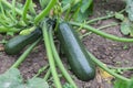 Green zucchini growing in garden Royalty Free Stock Photo