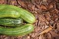 Green zucchini lie on the wood bark, top view