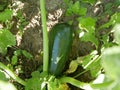 Green zucchini ripens on a bed of leaves under the sun on a hot summer day. A crop of organic vegetarian food.