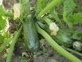 Green zucchini ripens on a bed of leaves under the sun on a hot summer day. A crop of organic vegetarian food.