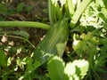 Green zucchini ripens on a bed of leaves under the sun on a hot summer day. A crop of organic vegetarian food.