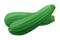 Green zucchini squash vegetable sketch