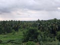 Greenary highly densed with coconut Trees