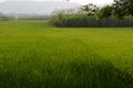 Greenary in karnataka Royalty Free Stock Photo