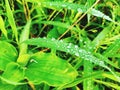 Greenary with waterdroplets on leaves