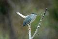 Greenbacked Heron Royalty Free Stock Photo