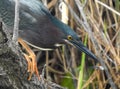 Greenbacked Heron catches a dragonfly snack