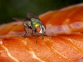 A28 greenbottle blow fly Lucilia sp.