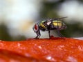 A26 greenbottle blow fly Lucilia sp.