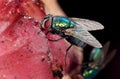 Greenbottle blowfly feeding on rotting meat. Royalty Free Stock Photo