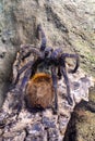 Greenbottle blue tarantula chromatopelma cyaneopubescens Royalty Free Stock Photo