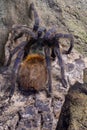 Greenbottle blue tarantula chromatopelma cyaneopubescens Royalty Free Stock Photo