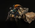 Greenbottle blue tarantula on dark background. Chromatopelma cyaneopubescens on rock isolated on black. Spider in studio Royalty Free Stock Photo