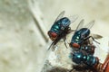 Greenbottle fly,  Chrysomya megacephala Chrysomyia spp, House flies Royalty Free Stock Photo