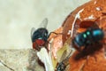 Greenbottle fly,  Chrysomya megacephala Chrysomyia spp, House flies on rotten chicken egg Royalty Free Stock Photo