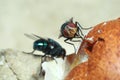 Greenbottle fly,  Chrysomya megacephala Chrysomyia spp, House flies on rotten chicken egg Royalty Free Stock Photo