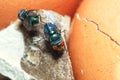 Greenbottle fly,  Chrysomya megacephala Chrysomyia spp, House flies on rotten chicken egg Royalty Free Stock Photo