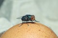 Greenbottle fly, Chrysomya megacephala Chrysomyia spp, House flies on rotten chicken egg