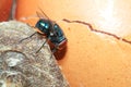 Greenbottle fly,  Chrysomya megacephala Chrysomyia spp, House flies on rotten chicken egg Royalty Free Stock Photo