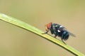 Greenbottle fly Royalty Free Stock Photo