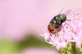 Greenbottle fly