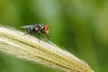 Greenbottle fly