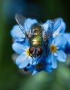 Greenbottle fly feeding from a Forget-Me-Not flower, UK Royalty Free Stock Photo