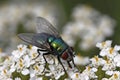 Greenbottle fly, Green bottle fly, Lucilia sericat Royalty Free Stock Photo