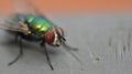 Greenbottle fly Royalty Free Stock Photo